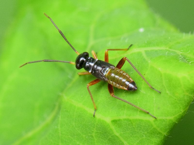 Pithanus maerkelii (Herrich-Schäffer, 1838)